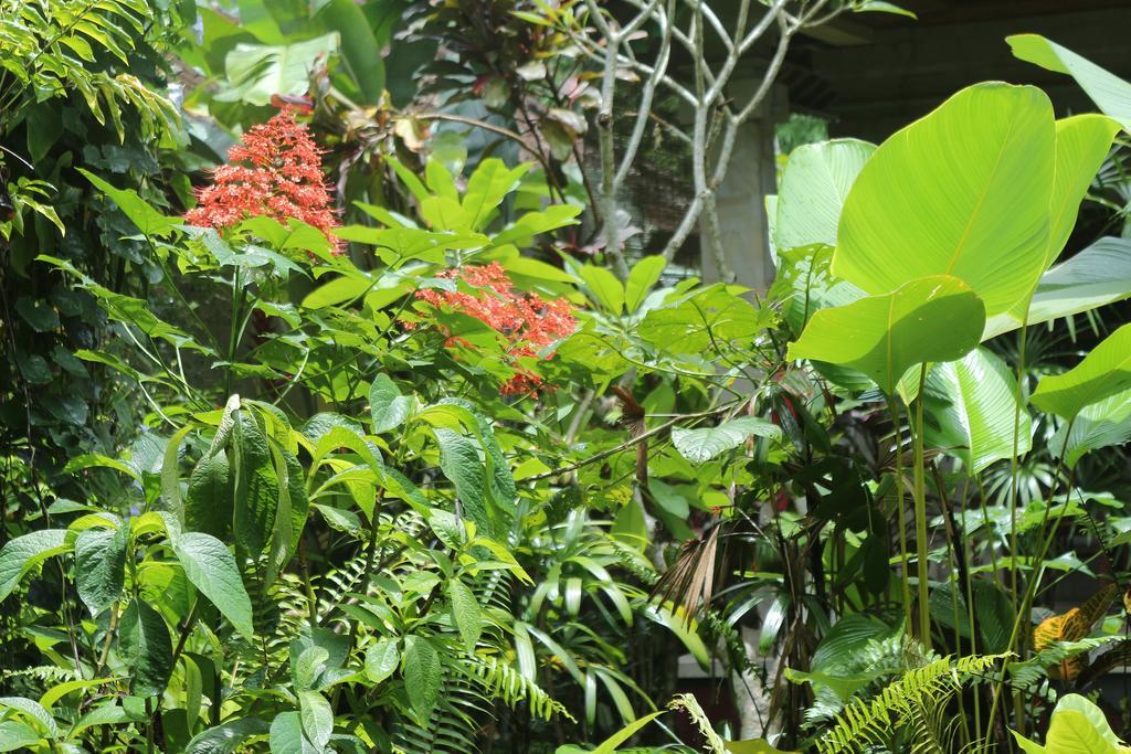 Karang Mesari Ubud Guest House מראה חיצוני תמונה